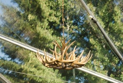 Antler Chandelier