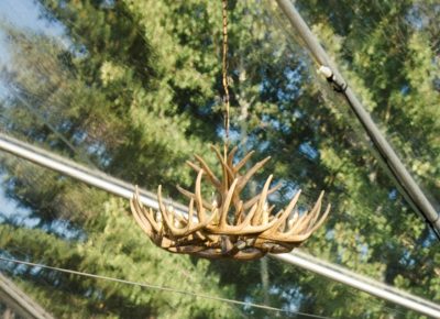 Antler Chandelier
